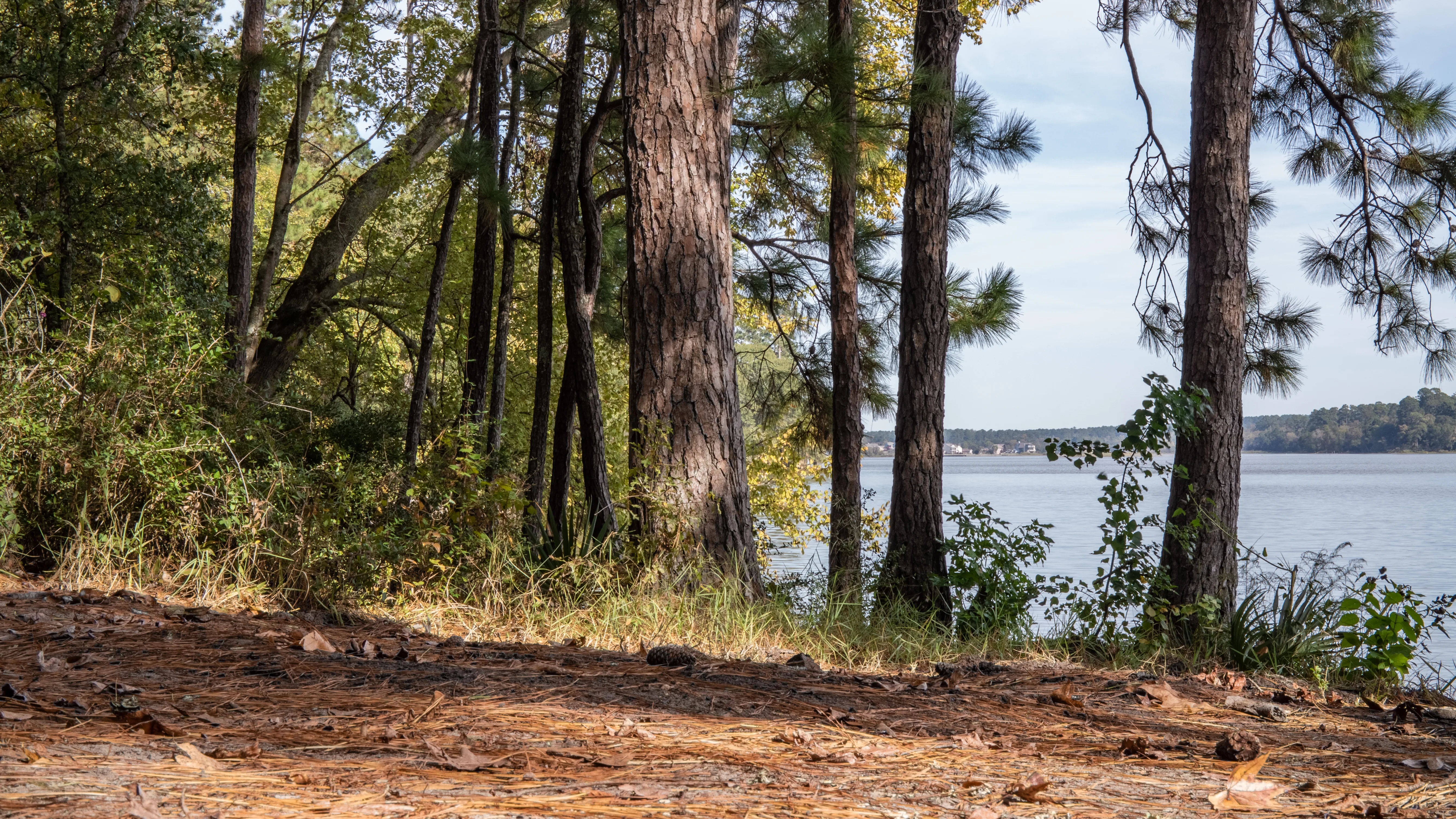 Panoramic view of Lake Conroe shoreline