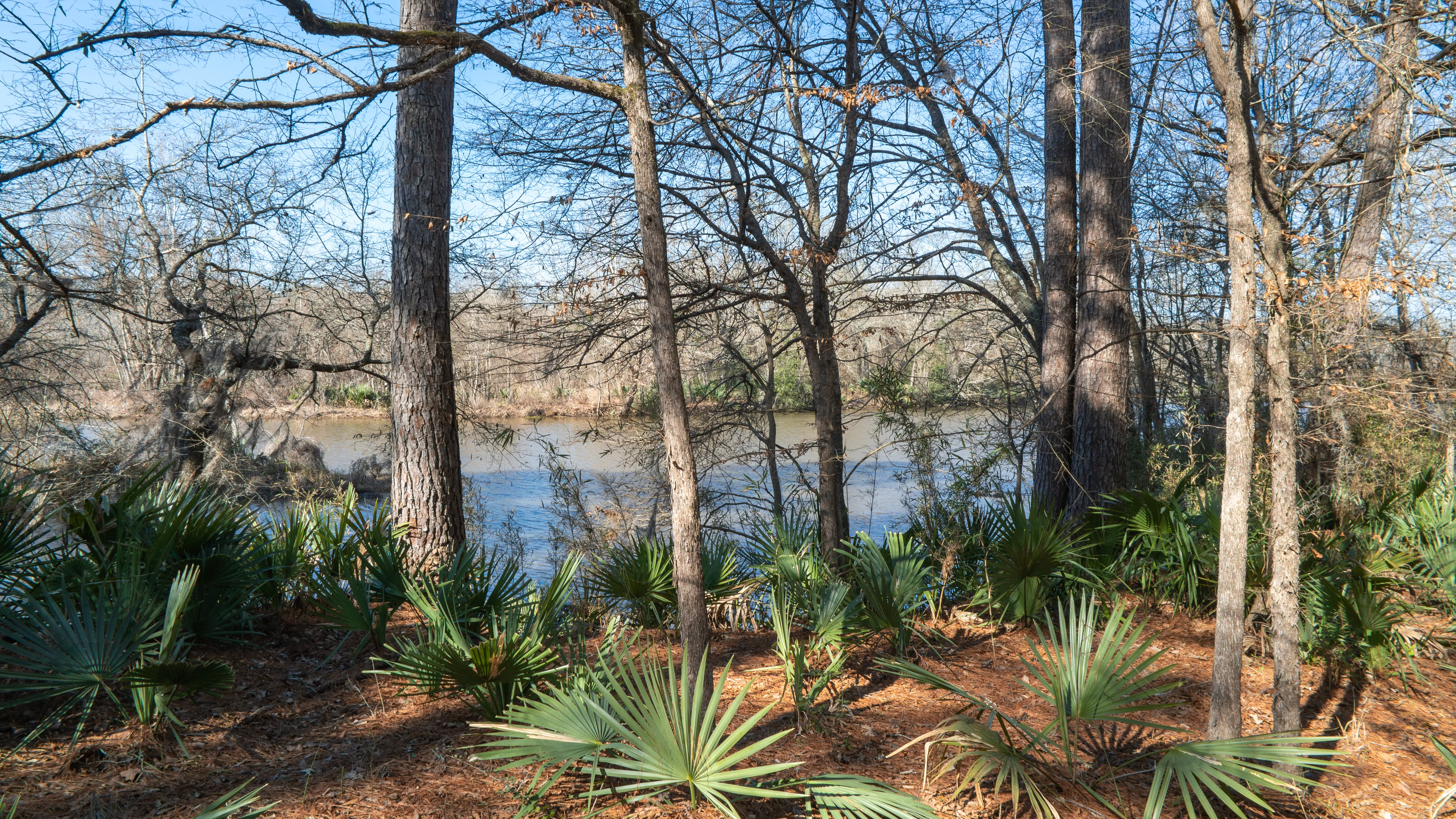 Serene lake view of Lake Conroe through pine trees in Sam Houston National Forest